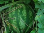 Gardening 2-2013 (1).JPG